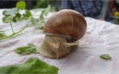 Wieso wir langsam schneller ans Ziel kommen